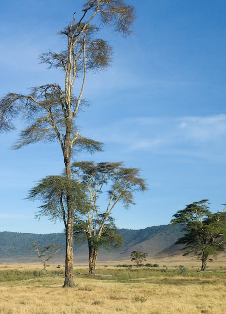 Ansicht der Ansicht Ngorongoro Krater, Tansania