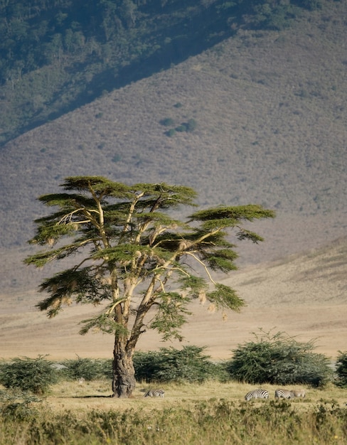 Ansicht der Ansicht Ngorongoro Krater, Tansania