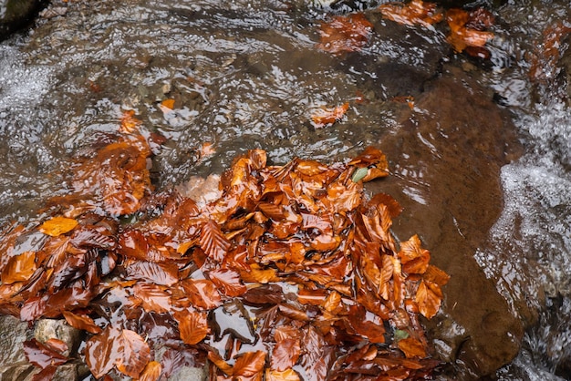 Ansicht der Blätter im Wasserstrom