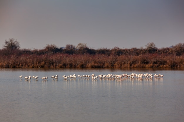 Ansicht der Flamingos in der Marano-Lagune, Italien