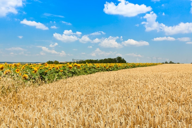 Ansicht der Getreide- und Sonnenblumenfelder Gefilterte Aufnahme mit selektivem Fokus