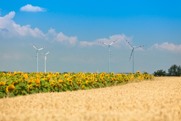 Ansicht der Getreide- und Sonnenblumenfelder. Gefilterter Schuss mit selektivem Fokus