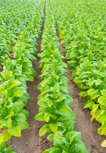 Ansicht der grünen Tabakpflanze im Feld bei Chiang Rai, THAILAND.Tobacco Plantagen in Asien.