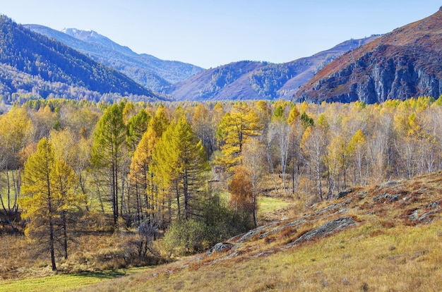 Ansicht der Herbstnatur Malerische Talbäume