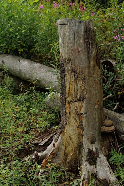 Ansicht der Waldschädigung Abholzung