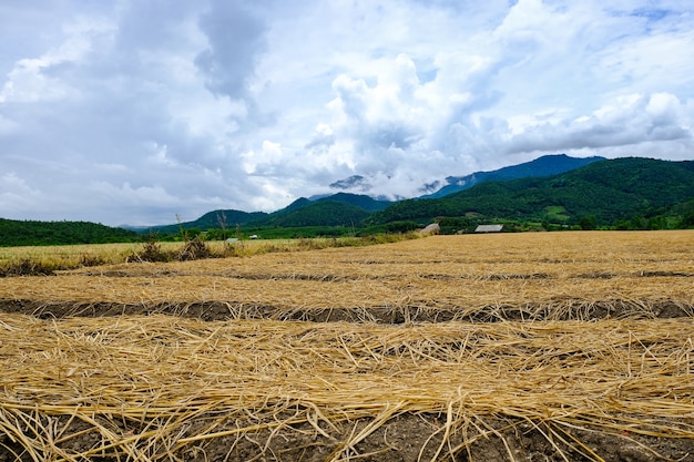 Ansicht der Zwiebelfarm bedeckt mit Stroh mit Berg des bewölkten Himmels hinten