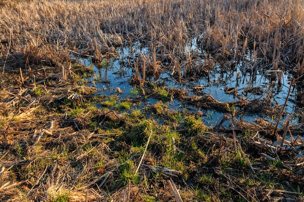 Ansicht des grasbewachsenen Feuchtgebiets im Frühjahr