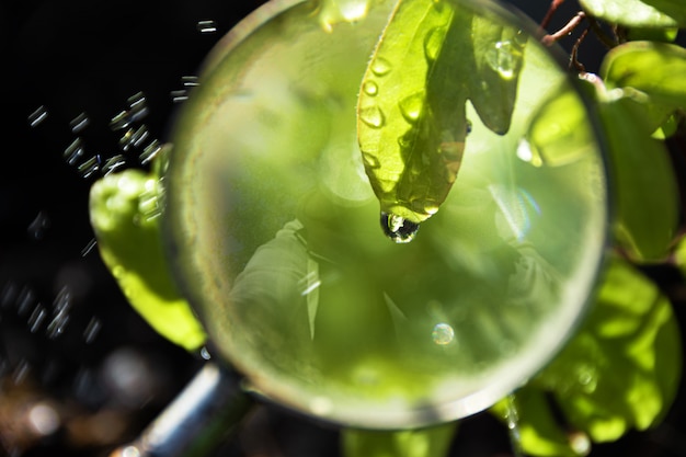 Ansicht des grünen Blattes mit Wassertropfen in der Lupe am Frühlingsgarten