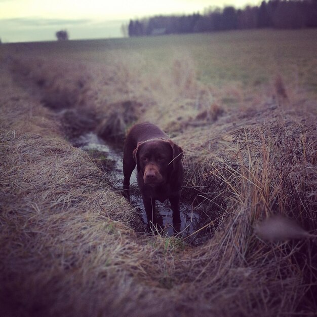 Foto ansicht des hundes auf dem feld