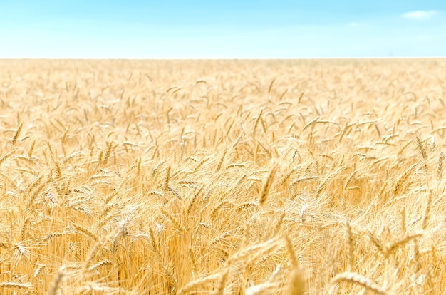 Ansicht des landwirtschaftlichen Feldes mit Ernte