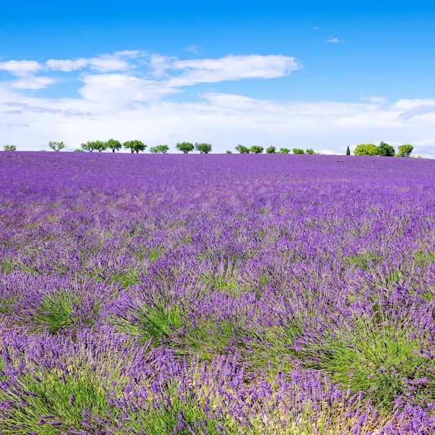 Ansicht des Lavendelfeldes mit Bäumen in der Provence, Frankreich