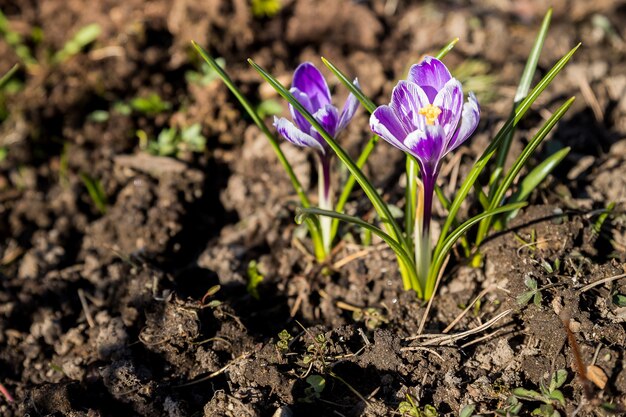 Ansicht des magischen blühenden Frühlingsblumenkrokus, der in der Tierwelt wächst. Lila Krokus wächst von der Erde außerhalb.