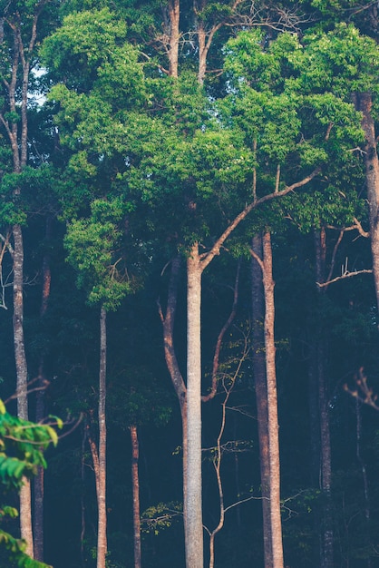 Ansicht des tropischen Waldes, Khao Yai National Park, Thailand