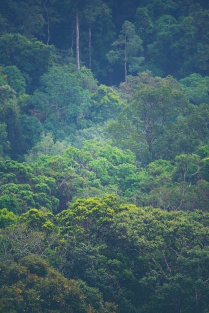 Ansicht des tropischen Waldes, Khao Yai National Park, Thailand