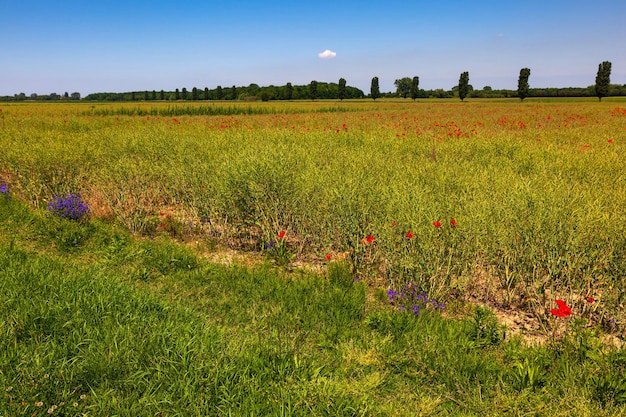 Ansicht des wilden Blumen-Mohnfeldes