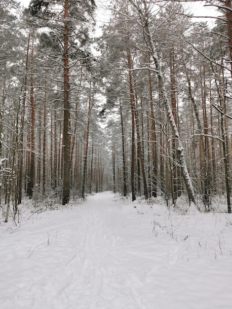 Ansicht des Winter-Fichtenwaldes mit einer Straße Winterlandschaft Schneebedeckte Bäume