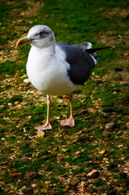 Foto ansicht einer geringeren schwarzrückigen möve, die auf den strand pebles nach nahrung suchend geht.