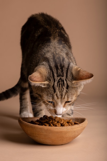 Foto ansicht einer katze, die futter aus einer schüssel frisst