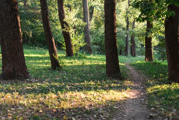 Ansicht einer leeren gehenden Spur im grünen Wald