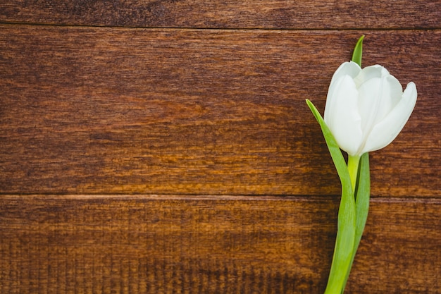 Ansicht einer schönen weißen Blume