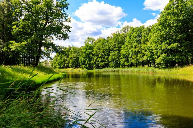 Ansicht eines Flusses im grünen Wald Sommerlandschaft