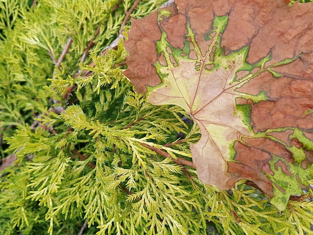 Ansicht eines getrockneten Weinblattes auf einem Wacholderbusch mit einem schönen strukturierten Muster. Das Konzept der Pflanzen, Gartenarbeit, Herbst