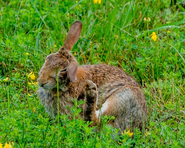 Ansicht eines Tieres auf dem Gras