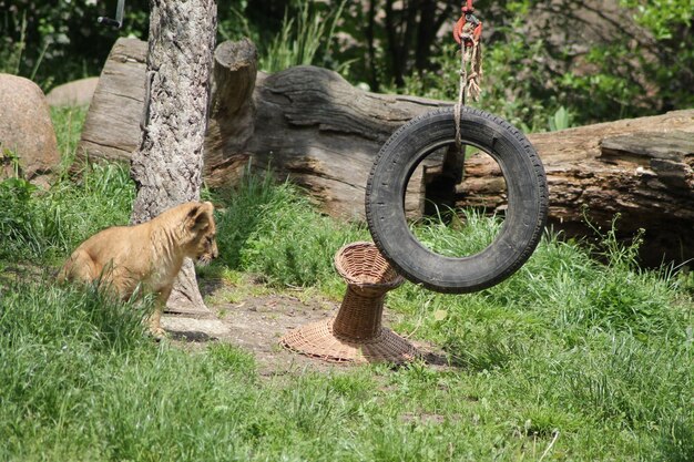 Foto ansicht eines tieres auf einem holzstamm