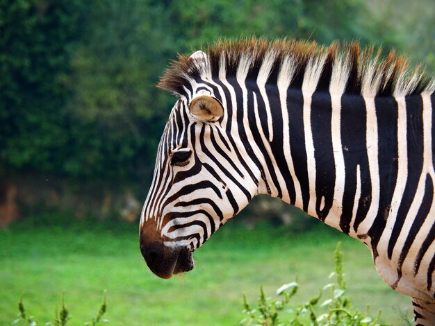 Foto ansicht eines zebras