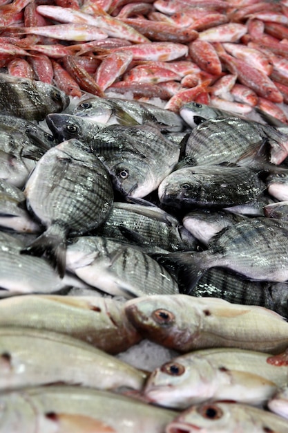 Ansicht einiger Brassenfamilienfische am Markt.