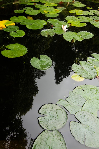 Ansicht einiger Lilienblätter auf einem Teich.