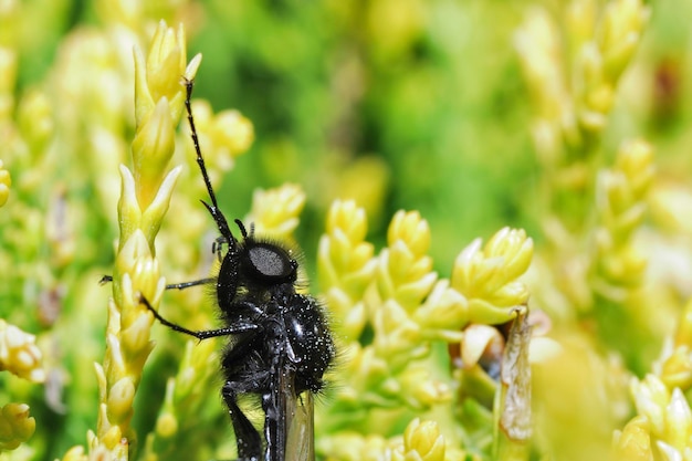 Ansicht in Insektengröße