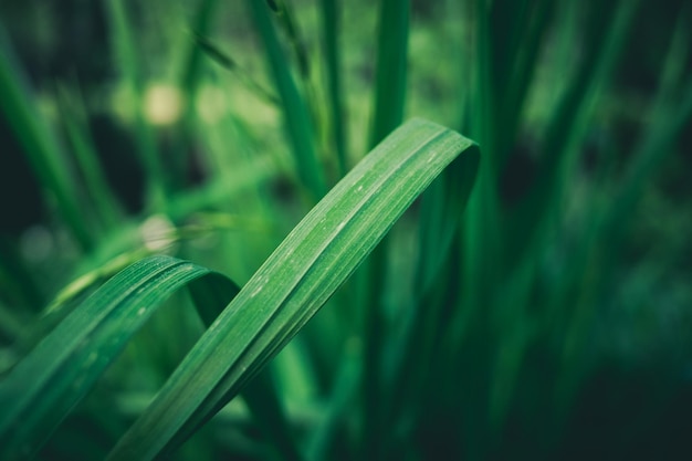 Ansicht schließen Gras