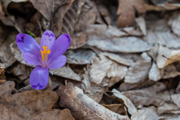 Ansicht über Frühlingsblume im Wald