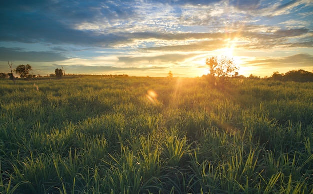 Ansicht vom Drohne Zuckerrohrfeld mit Sonnenunterganghimmelnatur-Landschaftshintergrund.