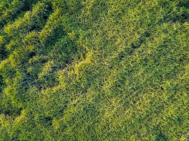 Ansicht vom Drohne Zuckerrohrfeld mit Sonnenunterganghimmelnatur-Landschaftshintergrund