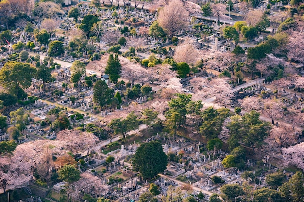 Ansicht von Aoyama-Kirchhof in Tokyo, Japan