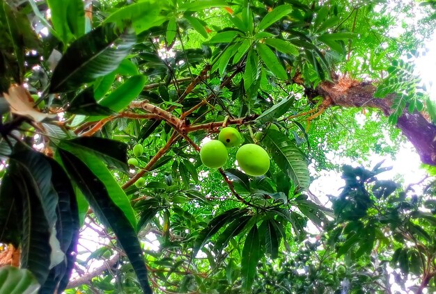 Ansicht von drei Mango auf Baum mit schönem grünem Blatthintergrund