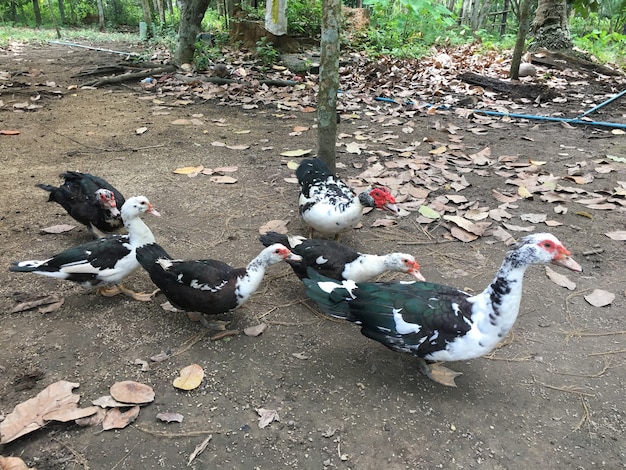 Ansicht von Enten im Freien