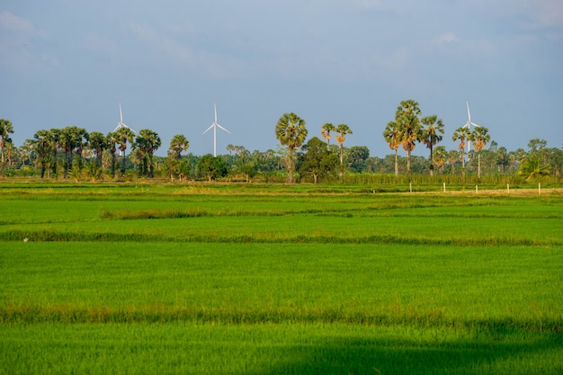 Foto ansicht von grünen reisfeldern mit palmen und weißen windmühlen im hintergrund.