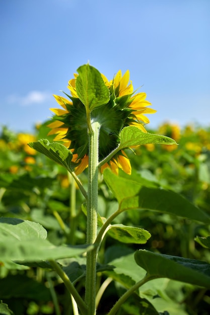 Ansicht von hinten Ein sonniges Sonnenblumenfeld in leuchtend gelbem Licht