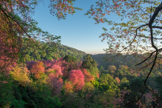 Ansicht von Kirschblüte blühend auf dem Berg umgeben durch grünen Baum mit Hintergrund des blauen Himmels