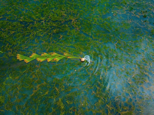 Ansicht von oben Bauern ernten Lepironia articula, der vietnamesische Name ist Co Bang. Es wird von Menschen im Mekong-Delta geerntet, um handwerkliche Produkte herzustellen. Bang-Gras wird zur Herstellung von Produkten wie Strohhalmen verwendet