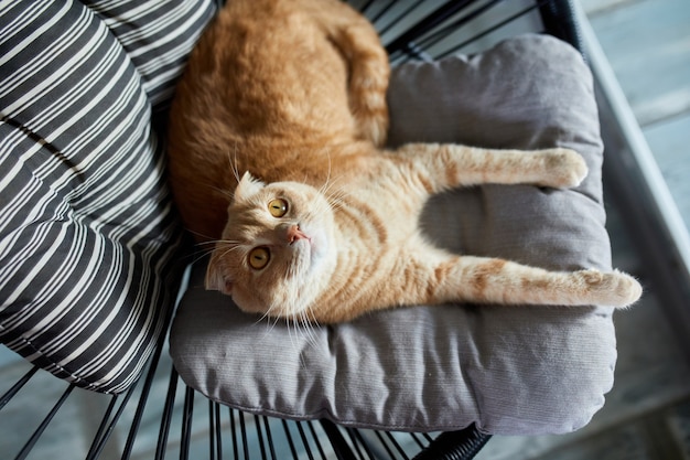 Ansicht von oben Faule Tabby-Ingwer-Katze, die sich auf einem Kissen auf einem weichen Sessel im hellen, modernen Wohnzimmer entspannt