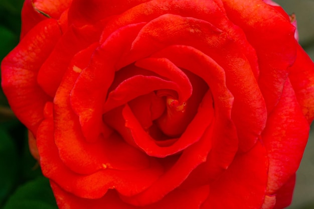 Ansicht von oben nach unten Rose Blume Große rote Blüte hautnah