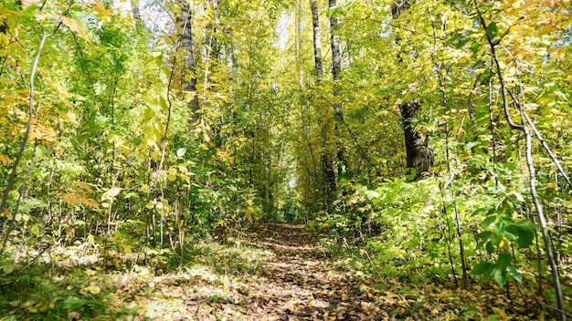 Ansicht von unten auf den Pfad im herbstlichen Wald, Tomsk, Sibirien.