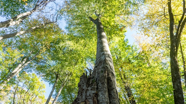 Ansicht von unten auf die Baumkrone des hohen großen Baumes im Wald. Sotschi, Russland.