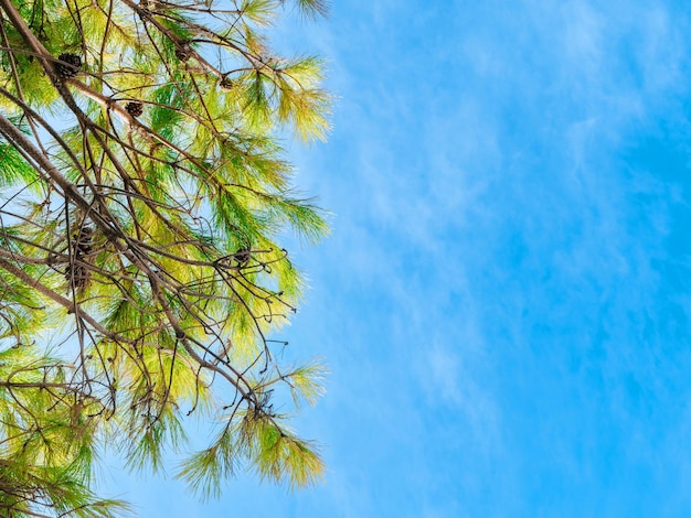 Ansicht von unten der Aleppo-Kiefernzweige auf einem blauen, bewölkten Himmelshintergrund Pinus halepensis-Zweige und Kopierraum