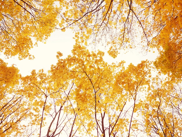 Ansicht von unten der Herbstbaumaste, schöner Hintergrund zur Karte, das Konzept des Herbstes und Komfort