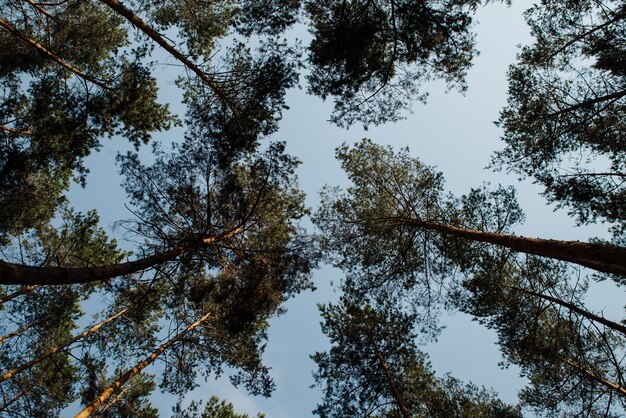 Ansicht von unten der Kiefern gegen den klaren Himmel,